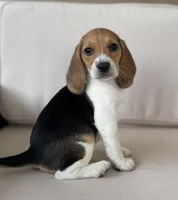 AKC Beagle Girl #1, a female Beagle for sale in Moses Lake, WA – 3 of 9