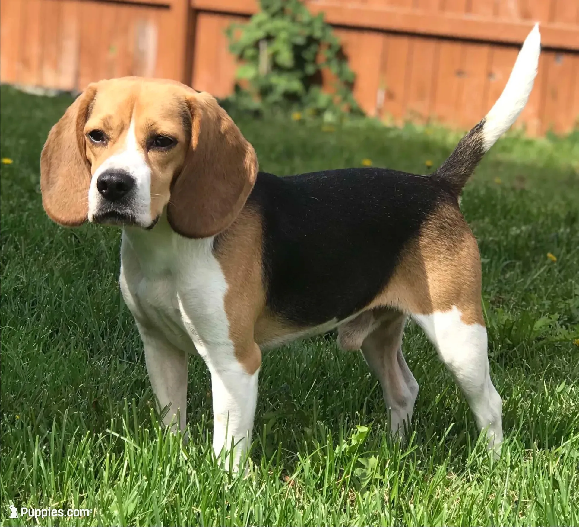 AKC Beagle #2 male , a male Beagle for sale in Moses Lake, WA – 5 of 6