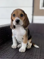 AKC Beagle #2 Female, a female Beagle for sale in Moses Lake, WA – 5 of 7