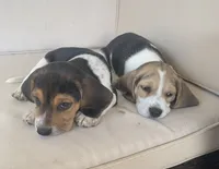 AKC Beagle #2 male , a male Beagle for sale in Moses Lake, WA – 3 of 6