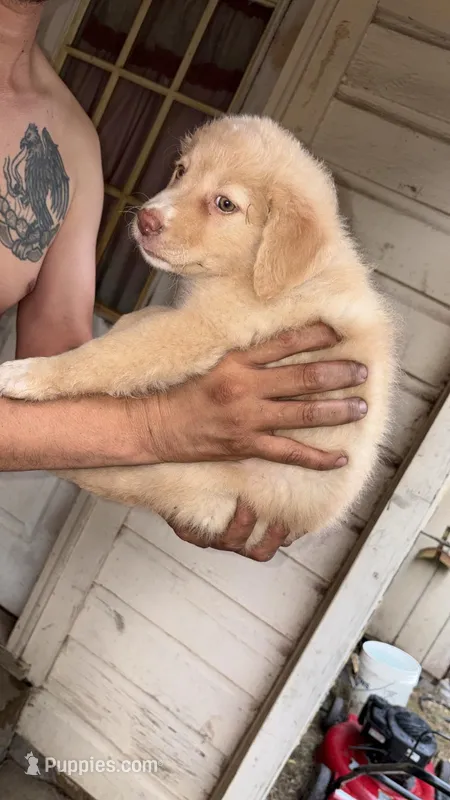 You pick – Australian Shepherd, Labrador Retriever puppy for sale in Dallas, TX