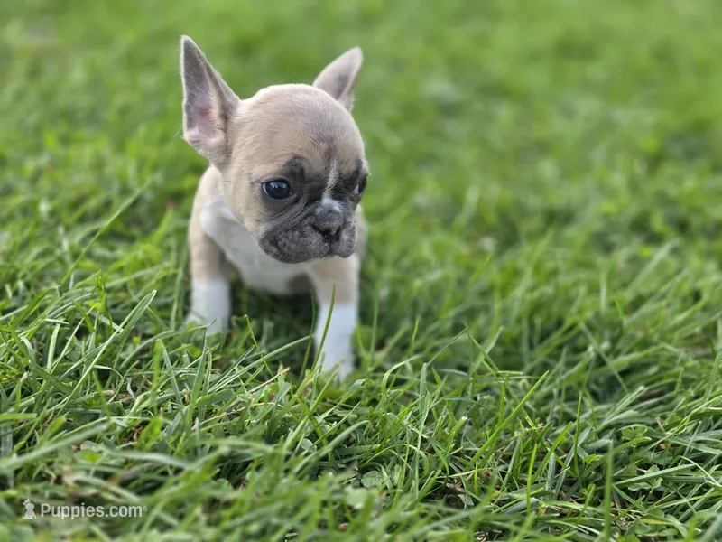 Rosemary  – French Bulldog puppy for sale in Bronson, MI