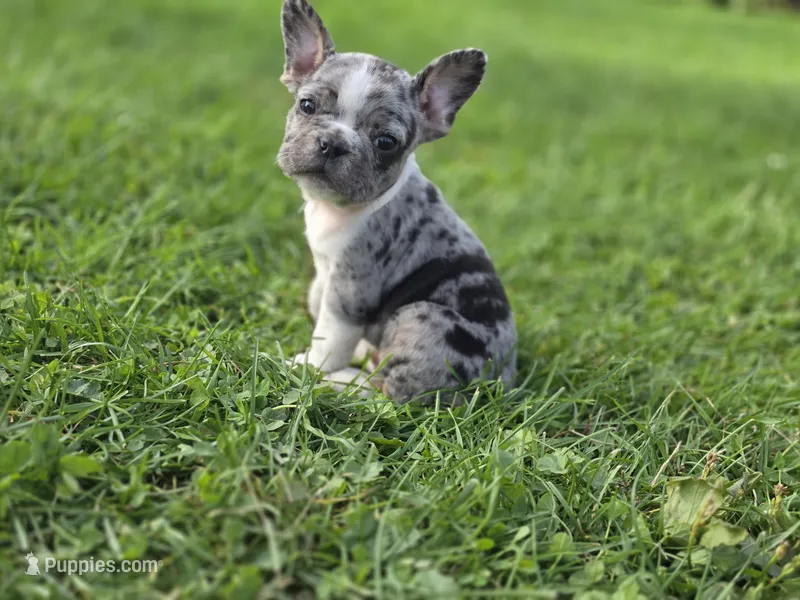 Spot – French Bulldog puppy for sale in Bronson, MI