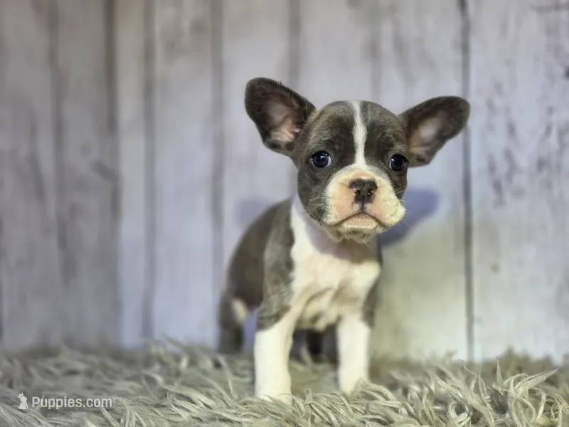 Rose – French Bulldog puppy for sale in Bronson, MI