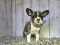 Rose, a female French Bulldog for sale in Bronson, MI – 1 of 1