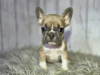 Rosemary , a female French Bulldog for sale in Bronson, MI – 1 of 1