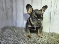 Love bug, a male French Bulldog for sale in Bronson, MI – 1 of 1