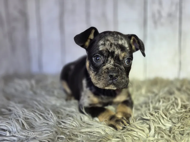 Merle  – French Bulldog puppy for sale in Bronson, MI