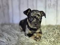 Merle , a male French Bulldog for sale in Bronson, MI – 1 of 1