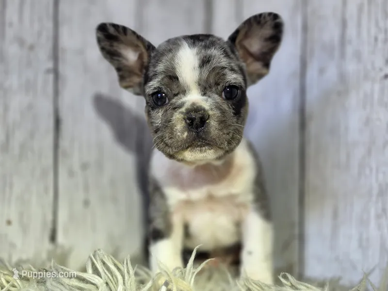 Spot – French Bulldog puppy for sale in Bronson, MI