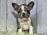 Spot, a male French Bulldog for sale in Bronson, MI – 1 of 1