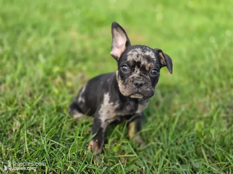 Merle  – French Bulldog puppy for sale in Bronson, MI