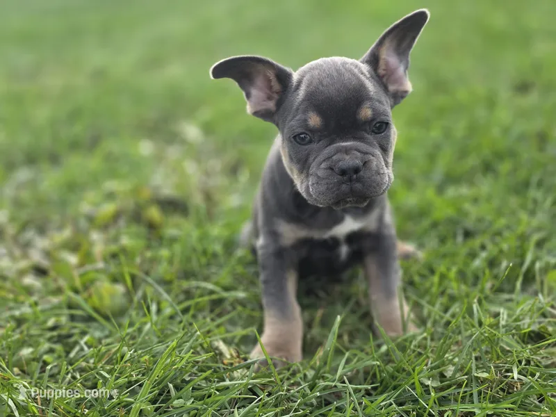 Love bug – French Bulldog puppy for sale in Bronson, MI