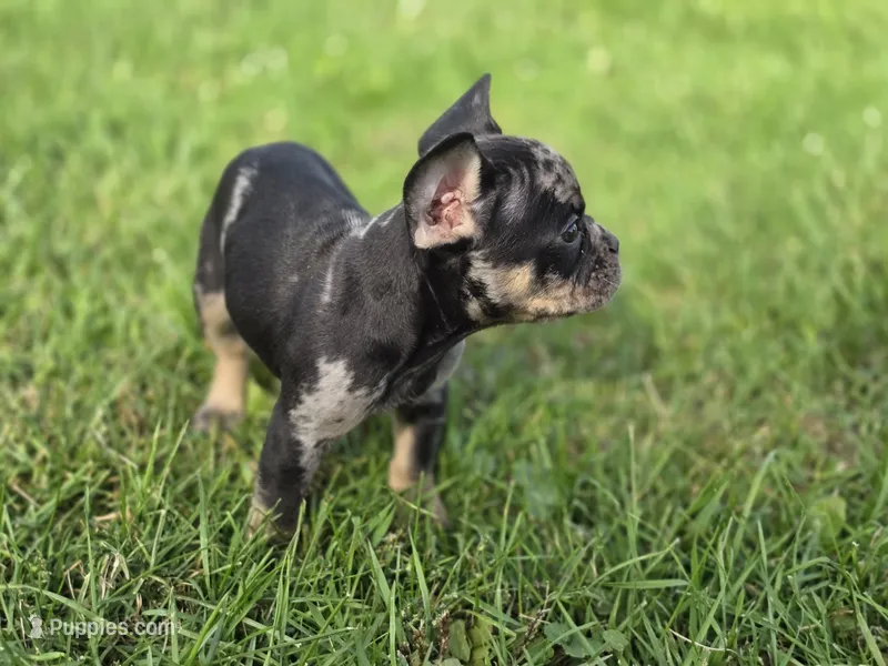 Merle  – French Bulldog puppy for sale in Bronson, MI