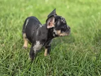 Merle , a male French Bulldog for sale in Bronson, MI – 1 of 1