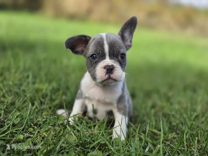 Rose – French Bulldog puppy for sale in Bronson, MI