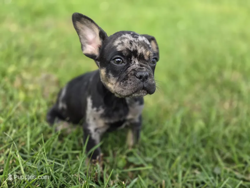 Merle  – French Bulldog puppy for sale in Bronson, MI