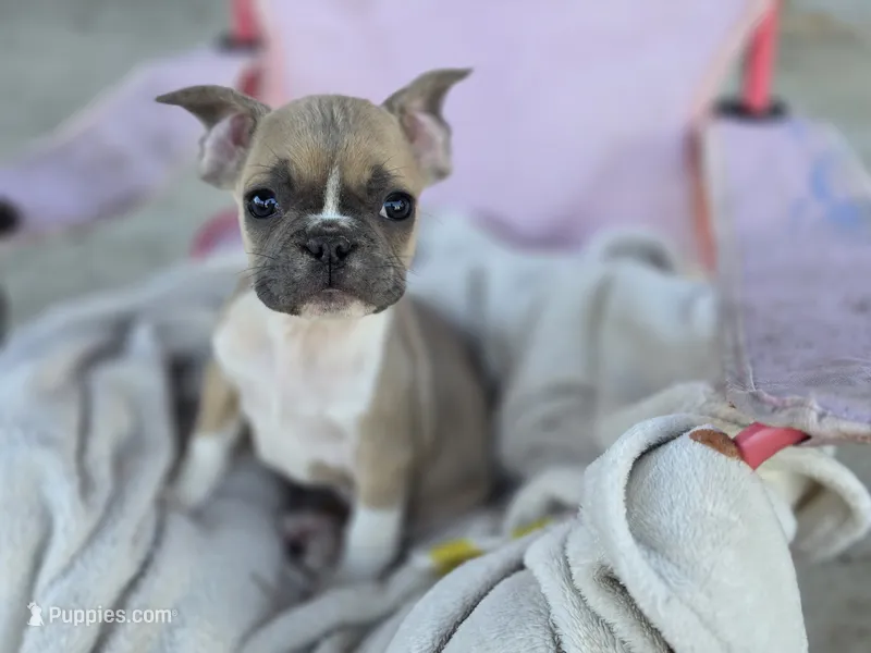 Rosemary  – French Bulldog puppy for sale in Bronson, MI