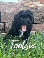 Tootsie, a female Poodle - Toy  for sale in Desloge, MO – 3 of 4