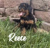 Reece, a female Poodle - Toy  for sale in Desloge, MO – 3 of 5