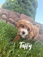Taffy, a female Poodle - Toy  for sale in Desloge, MO – 3 of 5