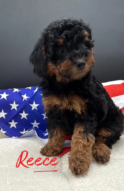 Reece – Poodle - Toy  puppy for sale in Desloge, MO