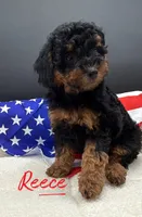 Reece, a female Poodle - Toy  for sale in Desloge, MO – 1 of 5