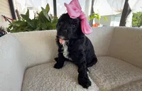 Tootsie, a female Poodle - Toy  for sale in Desloge, MO – 4 of 4