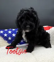 Tootsie, a female Poodle - Toy  for sale in Desloge, MO – 1 of 4