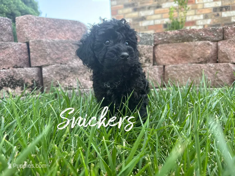 Snickers – Poodle - Toy  puppy for sale in Desloge, MO