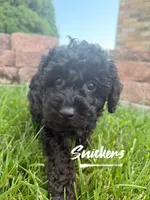 Snickers, a male Poodle - Toy  for sale in Desloge, MO – 3 of 5