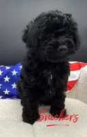 Snickers, a male Poodle - Toy  for sale in Desloge, MO – 2 of 5