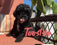 Tootsie, a female Poodle - Toy  for sale in Desloge, MO – 2 of 4