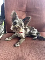 Flint, a male Yorkshire Terrier for sale in Desloge, MO – 3 of 3