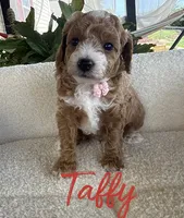 Taffy, a female Poodle - Toy  for sale in Desloge, MO – 4 of 5