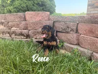 Reece, a female Poodle - Toy  for sale in Desloge, MO – 2 of 5