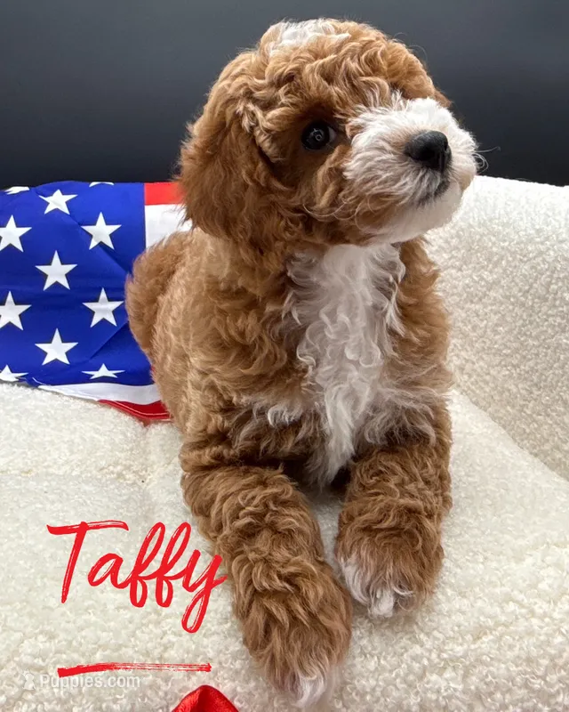 Taffy – Poodle - Toy  puppy for sale in Desloge, MO