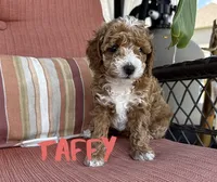 Taffy, a female Poodle - Toy  for sale in Desloge, MO – 2 of 5