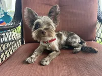Flint, a male Yorkshire Terrier for sale in Desloge, MO – 2 of 3