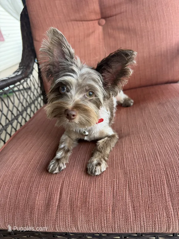 Flint – Yorkshire Terrier puppy on hold in Desloge, MO