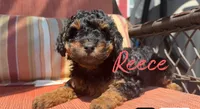 Reece, a female Poodle - Toy  for sale in Desloge, MO – 4 of 5