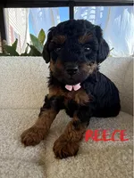 Reece, a female Poodle - Toy  for sale in Desloge, MO – 5 of 5