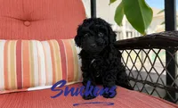 Snickers, a male Poodle - Toy  for sale in Desloge, MO – 5 of 5