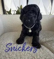 Snickers, a male Poodle - Toy  for sale in Desloge, MO – 4 of 5