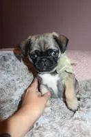 Minnie, a female Pug for sale in Miami, FL – Photo 5 of 10