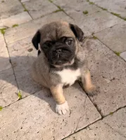 Minnie, a female Pug for sale in Miami, FL – Photo 6 of 10