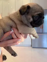 Minnie, a female Pug for sale in Miami, FL – Photo 10 of 10