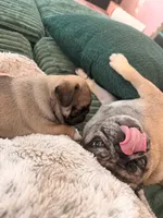 Minnie, a female Pug for sale in Miami, FL – Photo 9 of 10