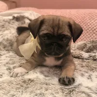 Minnie, a female Pug for sale in Miami, FL – Photo 1 of 10