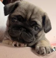 Minnie, a female Pug for sale in Miami, FL – Photo 2 of 10